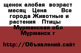 щенок алобая .возраст 1 месяц › Цена ­ 7 - Все города Животные и растения » Птицы   . Мурманская обл.,Мурманск г.